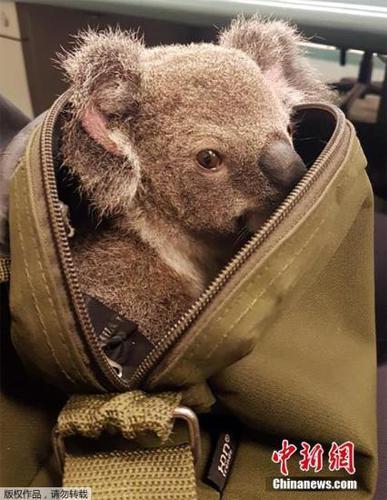 当地时间11月6日，澳大利亚警方在街上发现一女子的双肩包里藏了一只考拉宝宝。随后警方将这只小考拉带到警局，小考拉不认生的和警员一起玩耍。