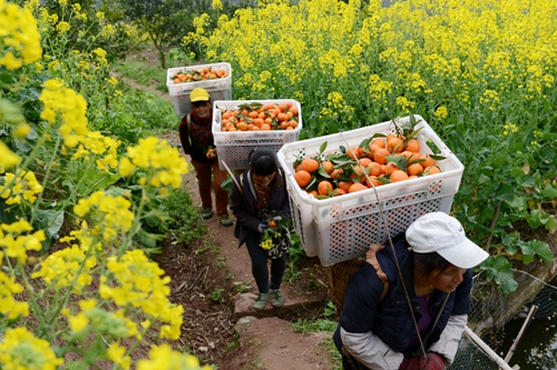 重庆云阳晚熟柑橘上市3