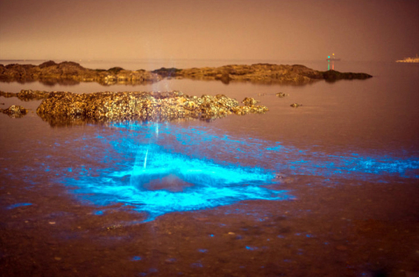 大连现大片荧光海滩-远望如星河4