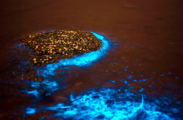 大连现大片荧光海滩-远望如星河3