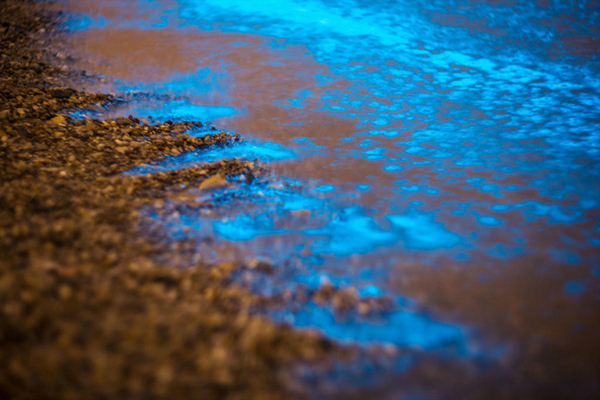 大连现大片荧光海滩-远望如星河