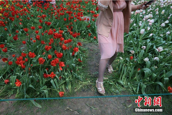 北京中山公园2000株郁金香遭踩3