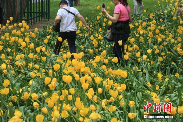 北京中山公园2000株郁金香遭踩2