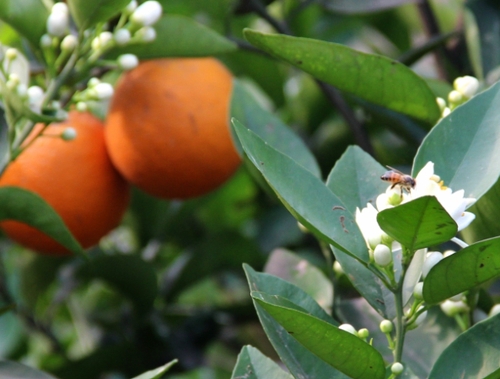 4月29日，在三峡库区湖北秭归县泄滩乡陈家湾村柑橘园里，蜜蜂在花丛中采集花粉。
