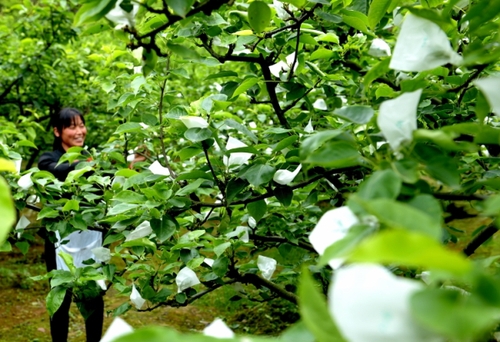 5月5日，湖北省宣恩县椒园镇黄坪村农民在给黄金梨套袋。