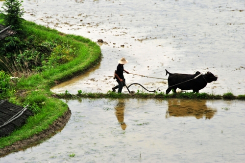 5月5日，贵州省锦屏县固本乡东庄村农民在耕田。