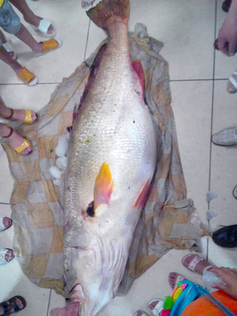 1.7米长黄唇鱼-卖出315万天价2