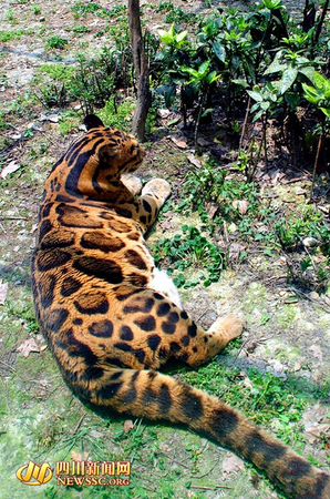 云豹“小云”侧卧，体态更显丰盈。