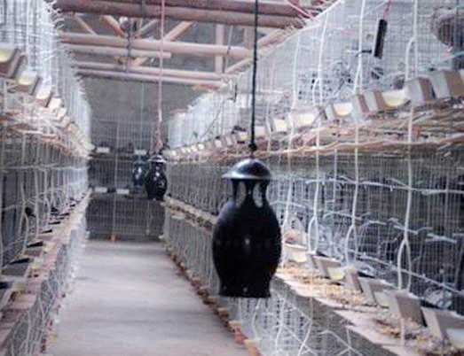 农民发明光谱灭蚊器-一晚消灭五万只2