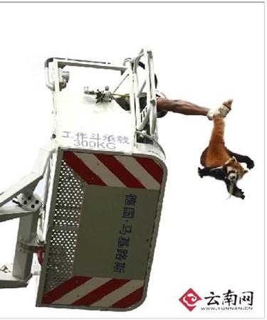 “哎妈呀，我的尾巴！”