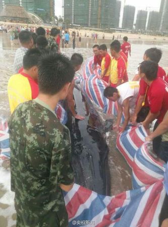 经过两个多小时努力，终于将它送回了大海