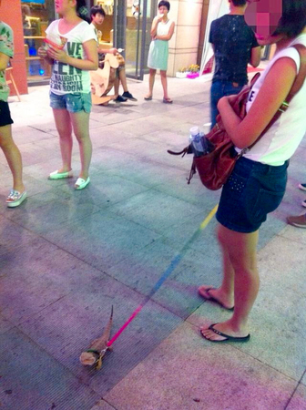 女子街头遛蜥蜴-网友：“萌萌哒”5