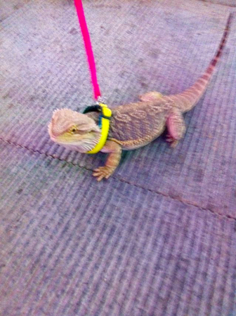 女子街头遛蜥蜴-网友：“萌萌哒”4