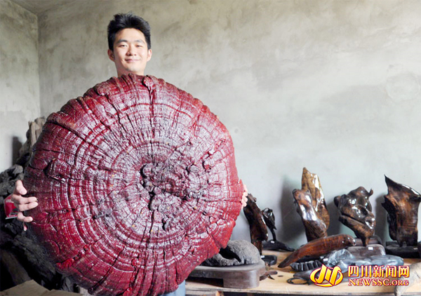 南充现雨伞大的木灵芝菌-“身世”成谜-4