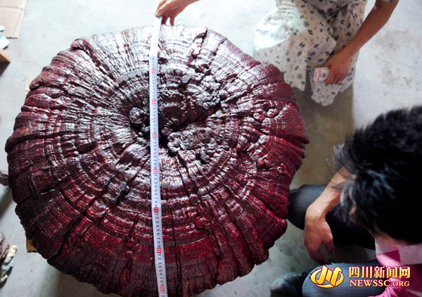 南充现雨伞大的木灵芝菌-“身世”成谜-3