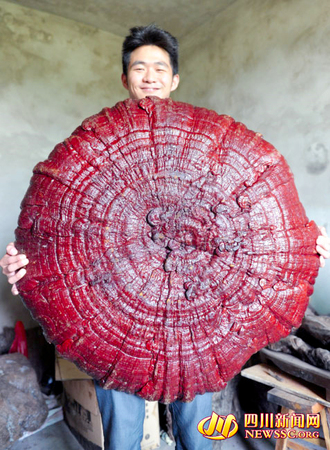 南充现雨伞大的木灵芝菌-“身世”成谜-2