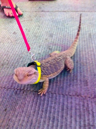 女子街头遛蜥蜴-网友：“萌萌哒”3