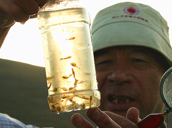 新疆阿尔泰地区三道海子惊现活化石“仙女虾”2