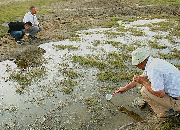 新疆阿尔泰地区三道海子惊现活化石“仙女虾”5