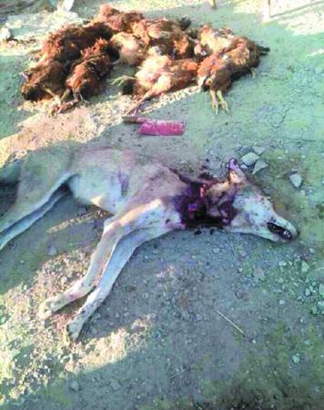 新疆狼群袭击人