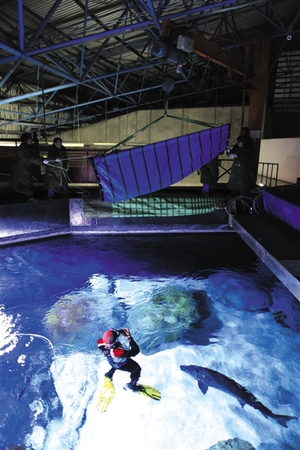 2012年12月，北京海洋馆，工作人员正准备将中华鲟爸爸放入水池。当日，接受人工繁育的中华鲟父母携子从湖北荆州回京定居。新京报记者 浦峰 摄