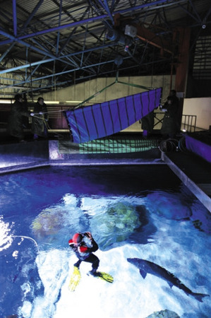 2012年12月，北京海洋馆，工作人员正准备将中华鲟爸爸放入水池。当日，接受人工繁育的中华鲟父母携子从湖北荆州回京定居。