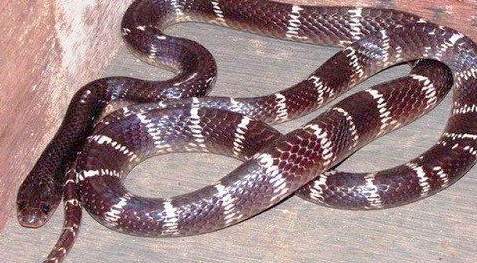 男子家中现印度环蛇-“先下口为强”主动将蛇咬死2