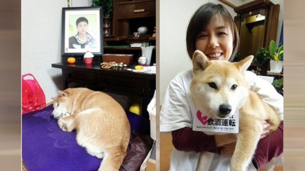 柴犬小雪（左）与山本的妈妈。