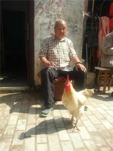 　宫勇海老人和大白。