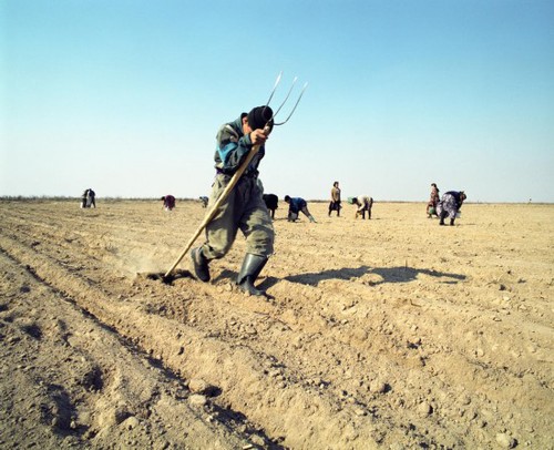 　目前，该地区仍广泛分布着水稻和棉花的田地，同时人们还在咸海干涸的河床地区进行着石油和天然气的勘探开采活动。图中为当地居民在原本为咸海湖区的地区进行耕种。