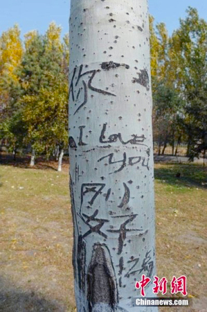长春街头93棵白杨树被刻上百字情书-3