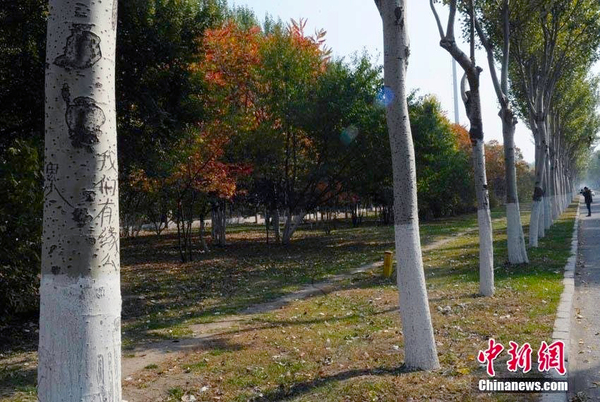 长春街头93棵白杨树被刻上百字情书-2