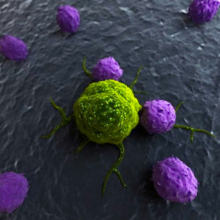 天然病毒m1可特异杀死癌细胞-对正常细胞无毒副作用2