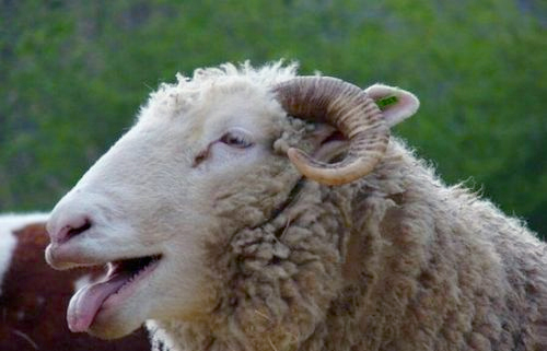 英国羊群误食大麻集体傻笑：脸都笑歪了4