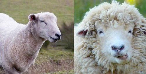 英国羊群误食大麻集体傻笑：脸都笑歪了3