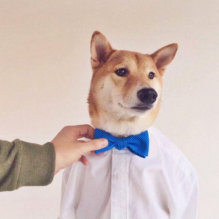 月入九万的狗模-汪星高富帅令人十分不淡定9