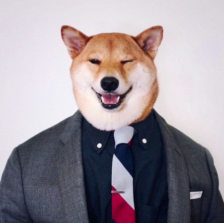 月入九万的狗模-汪星高富帅令人十分不淡定7