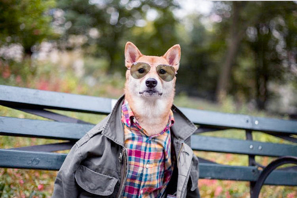 月入九万的狗模-汪星高富帅令人十分不淡定3