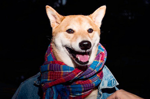 月入九万的狗模-汪星高富帅令人十分不淡定2