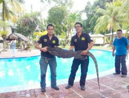 2.3米壁虎闯进泳池吓坏游客-爸是哥斯拉？2