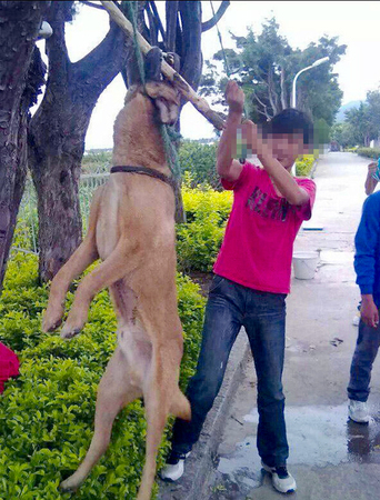 男子将狗吊树上虐杀-称：老子喜欢2