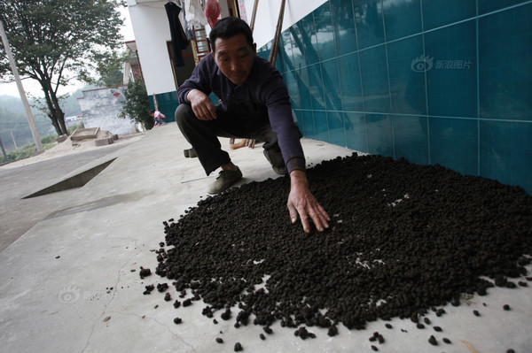 村民王先生在晾晒刚从山上采集回来羊粪，王先生说这是给他患有妇科疾病的妹妹晾晒的。