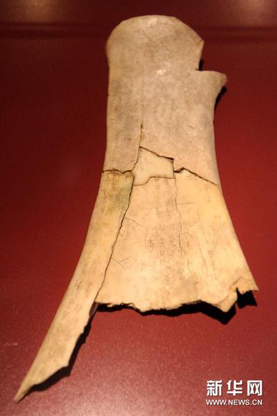 这是在安阳殷墟博物馆内拍摄的刻有卜辞的牛肩胛骨（10月30日摄）。
