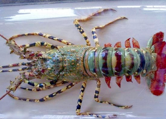 1米长锦绣龙虾卖出60万天价2