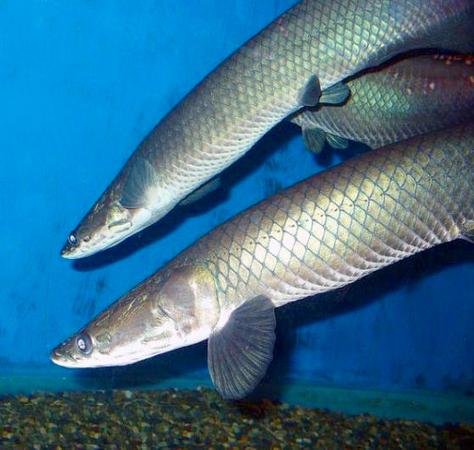 最大淡水鱼类巨骨舌鱼濒临灭绝！长度可达3米2