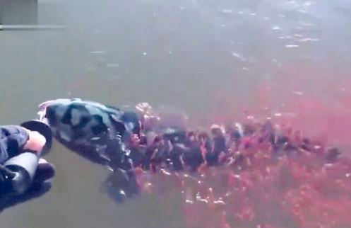 母蛇头鱼被钓起-上千只红色小鱼搏命相救3