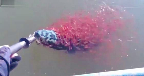 母蛇头鱼被钓起-上千只红色小鱼搏命相救2