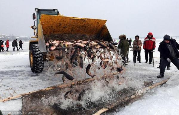 12月28日，冰城哈尔滨市道里区首届长岭湖冬捕冰钓旅游节在长岭湖国际冰钓场开幕，在冬捕区，500米长的“拉网”在渔民和拖拉机的共同努力下被缓缓拉出冰面，图为铲车将鱼倒在浸在水里的网上，等待出售。刘洋摄
