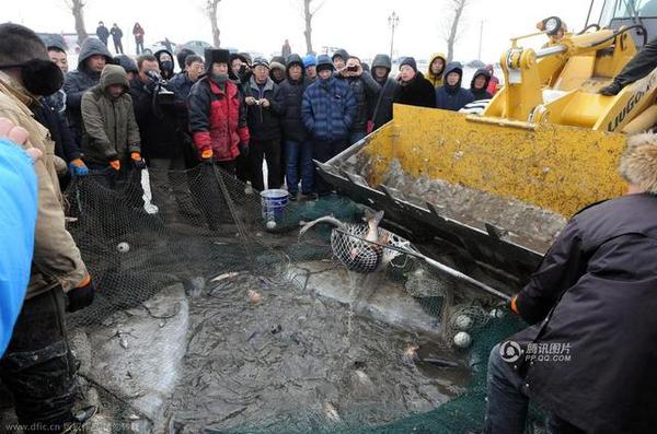 　图为现场开铲车“捞鱼”。