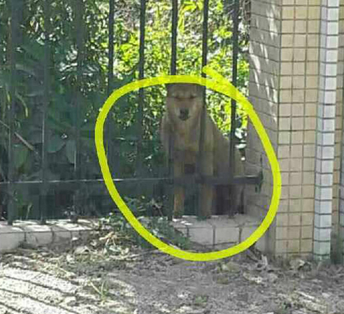 学校教官在女生宿舍楼下当场杀狗烤食5